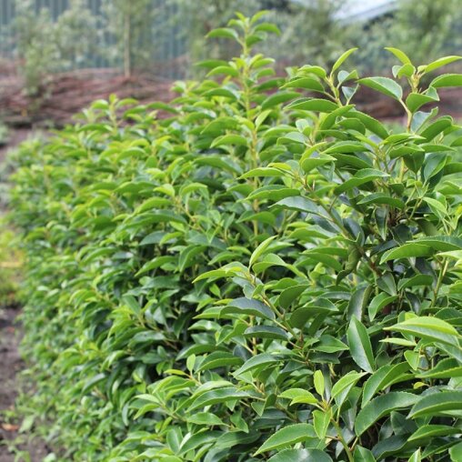 Prunus lusitanica 'Angustifolia'